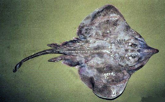 Rostroraja alba_010.jpg